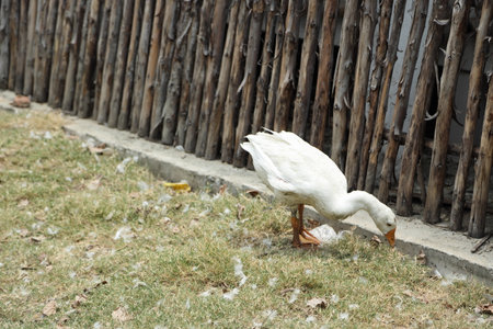 The Pekin Duck relaxing in the open farm during the daytime.の写真素材