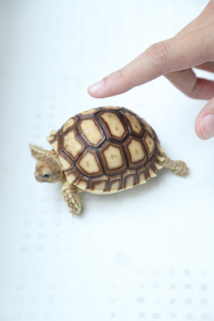 The Sulcata tortoise walking in the senior Asian woman hand.の写真素材