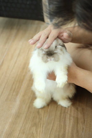 Two Rabbits Groomed by their owner.の写真素材