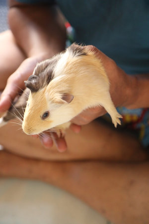 Guinea pig relaxing with his owner during the daytime.の写真素材