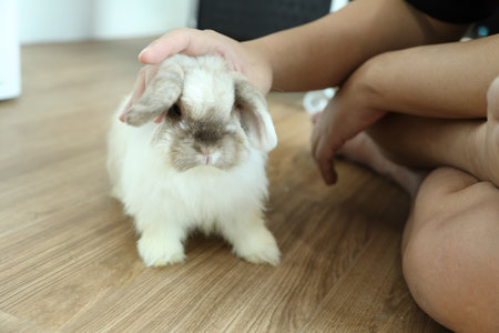 Two Rabbits Groomed by their owner.の写真素材