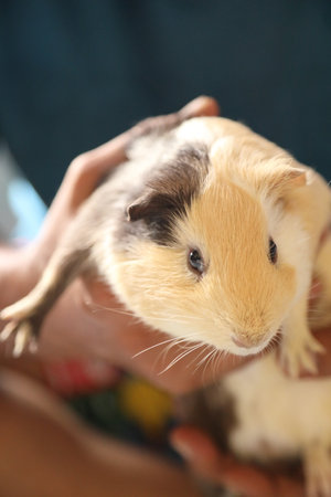 Guinea pig relaxing with his owner during the daytime.の写真素材