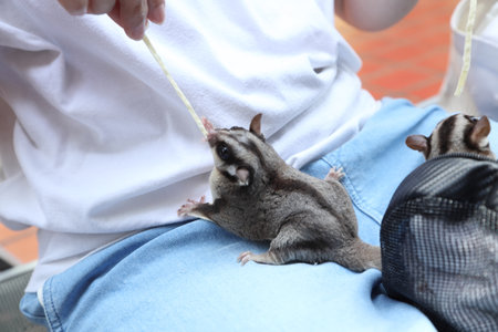 The two sugar glider eating and relaxing on their owner laps during the daytime.
