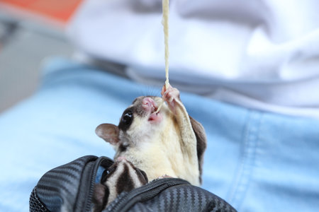 The two sugar glider eating and relaxing on their owner laps during the daytime.の写真素材