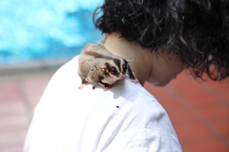 The two sugar glider eating and relaxing on their owner laps during the daytime.の写真素材