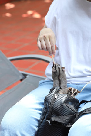 The two sugar glider eating and relaxing on their owner laps during the daytime.