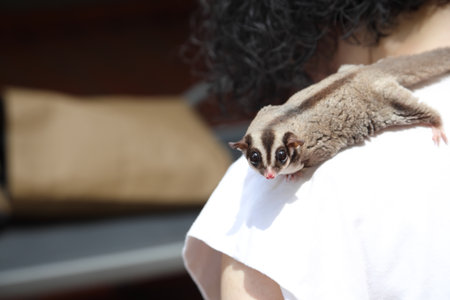 The two sugar glider eating and relaxing on their owner laps during the daytime.の写真素材