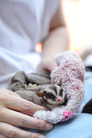 The two sugar glider eating and relaxing on their owner laps during the daytime.の写真素材