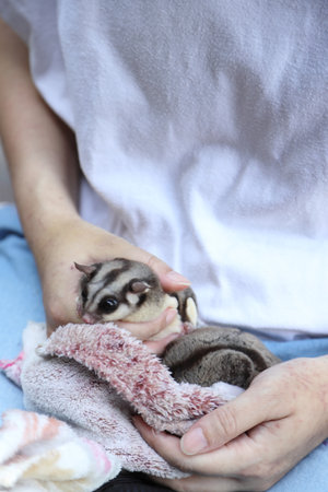The two sugar glider eating and relaxing on their owner laps during the daytime.の写真素材