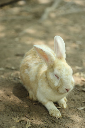 The cute rabbits living in farm lying and relaxing during the daytime.の写真素材