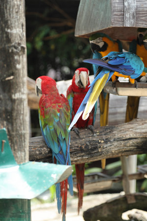 The group of macaw bird on the tree branched during the daytime.