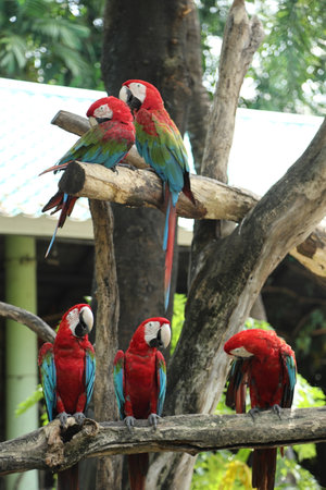 The group of macaw bird on the tree branched during the daytime.