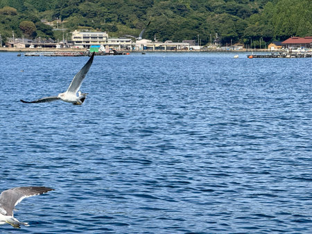 A group of Black-tailed Gulls swimming and flying at a fishing village in Japan.の写真素材