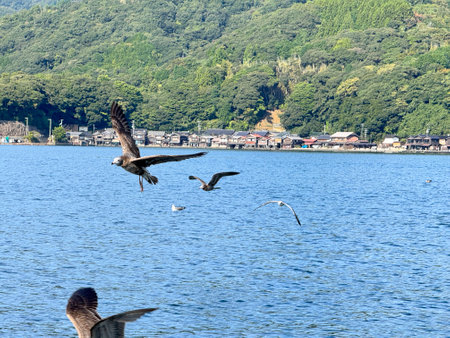 A group of Black-tailed Gulls swimming and flying at a fishing village in Japan.の写真素材
