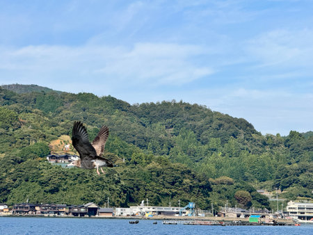 A group of Black-tailed Gulls swimming and flying at a fishing village in Japan.の写真素材
