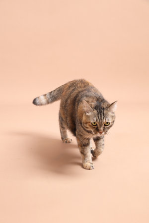 The female brown tabby cat relaxing in the photo studio with a brown background.の写真素材