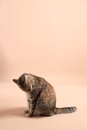 The female brown tabby cat relaxing in the photo studio with a brown background.の写真素材