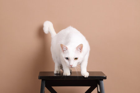 The young white cat with odd eyes sitting on the dark brown wooden chair in the photo studio with a brown background.の写真素材