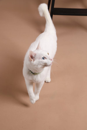 The young white cat with odd eyes sitting on the dark brown wooden chair in the photo studio with a brown background.の写真素材