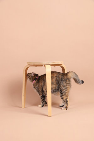 The female brown tabby cat walking in the photo studio with a wooden chair and a brown background.の写真素材