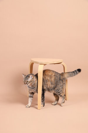 The female brown tabby cat walking in the photo studio with a wooden chair and a brown background.の写真素材