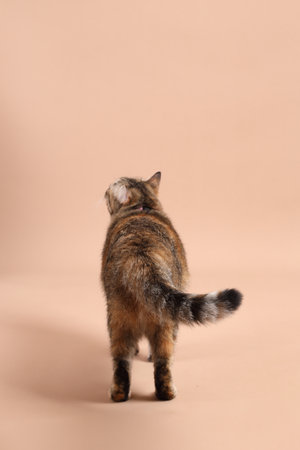 The female brown tabby cat relaxing in the photo studio with a brown background.の写真素材