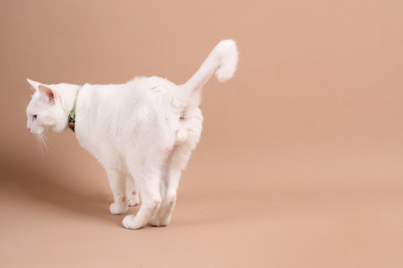 The young white cat with odd eyes walking in the photo studio on the brown background.の写真素材