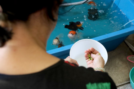 The many kinds of goldfish—Oranda goldfish, Lionhead goldfish—are swimming in the plastic...