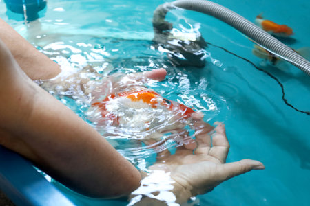 The many kinds of goldfishOranda goldfish, Lionhead goldfishare swimming in the plastic trough.の写真素材