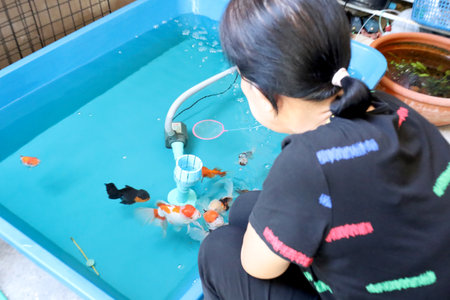 The many kinds of goldfishOranda goldfish, Lionhead goldfish, and Ranchu goldfishare swimming in the plastic trough.の写真素材