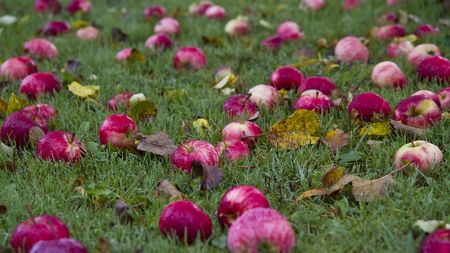 Autumn apples on the groundの写真素材
