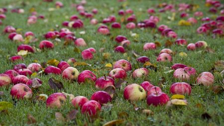 Autumn apples on the groundの写真素材