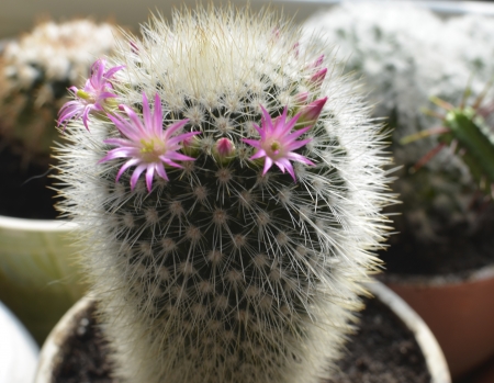 Cactus with pink flowers, photoの写真素材