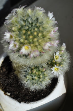 Cactus with many flowers, photoの写真素材
