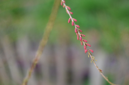 Bright spring flowers and leafs, outdoor 2014の写真素材