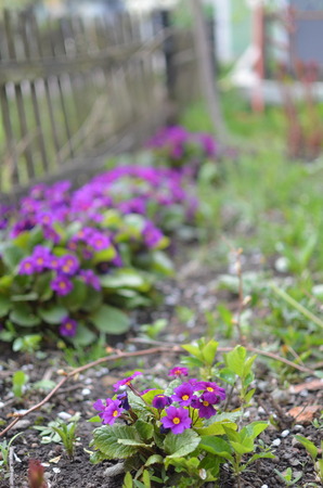 Bright spring flowers and leafs, outdoor 2014の写真素材