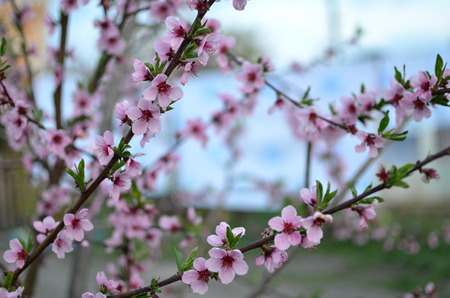 Bright spring flowers and leafs, outdoor 2014の写真素材