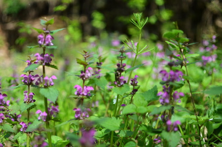 Flowers and grass in the forestの写真素材