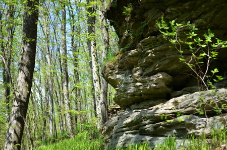 Green forest with trees and grassの写真素材