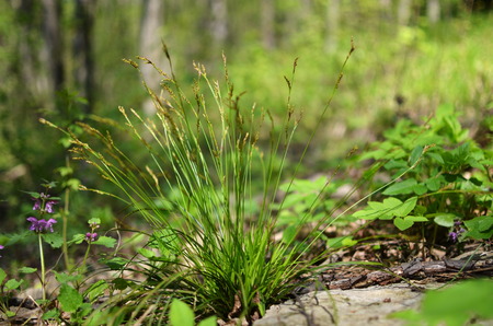 Flowers and grass in the forestの写真素材