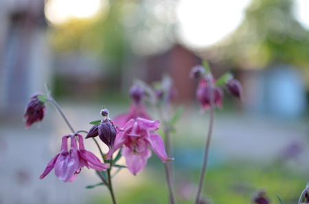 Flowers and grass in the forestの写真素材