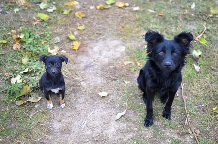 Big and small black dogs looking to camera, horizontalの写真素材
