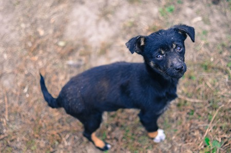 Black puppy sitting looking to camera, horizontalの写真素材
