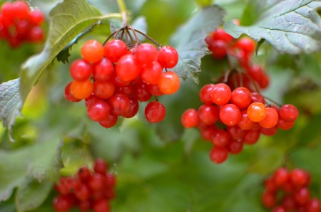 Bright rowan-berry bush with green leaves, horisontalの写真素材