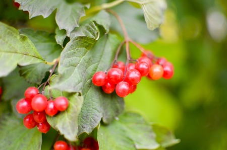 Bright rowan-berry bush with green leaves, horisontalの写真素材