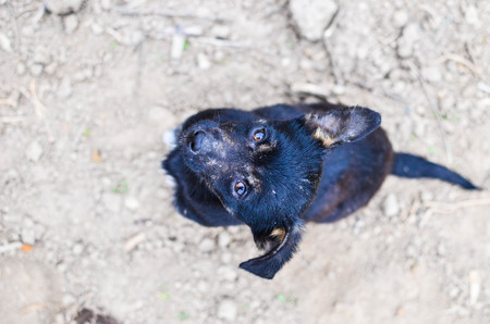 Black puppy sitting looking to camera, horizontalの写真素材