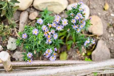 Lilac aster flower n a field, macro photoの写真素材