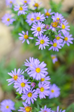 Lilac aster flower n a field, macro photoの写真素材