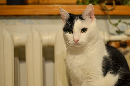 Cute black and white cat, indoor photoの写真素材