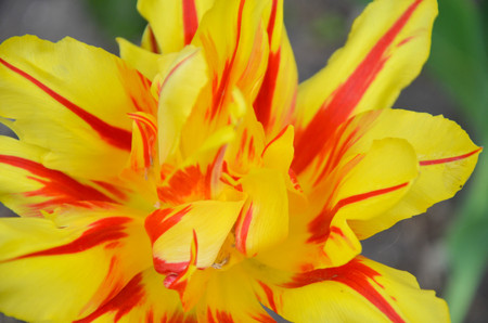 Closup of colorful tulip or tulips, spring photoの写真素材